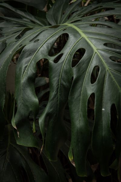 Norwich's Abandoned Jungle